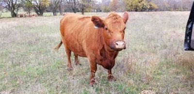 A Kansas country girl