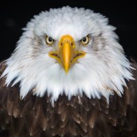 Nixa Dirty Birds🦅 (@nixadirtybirds) 's Twitter Profile Photo Nixa Dirty Birds🦅 (@nixadirtybirds) 's Twitter Profile Photo