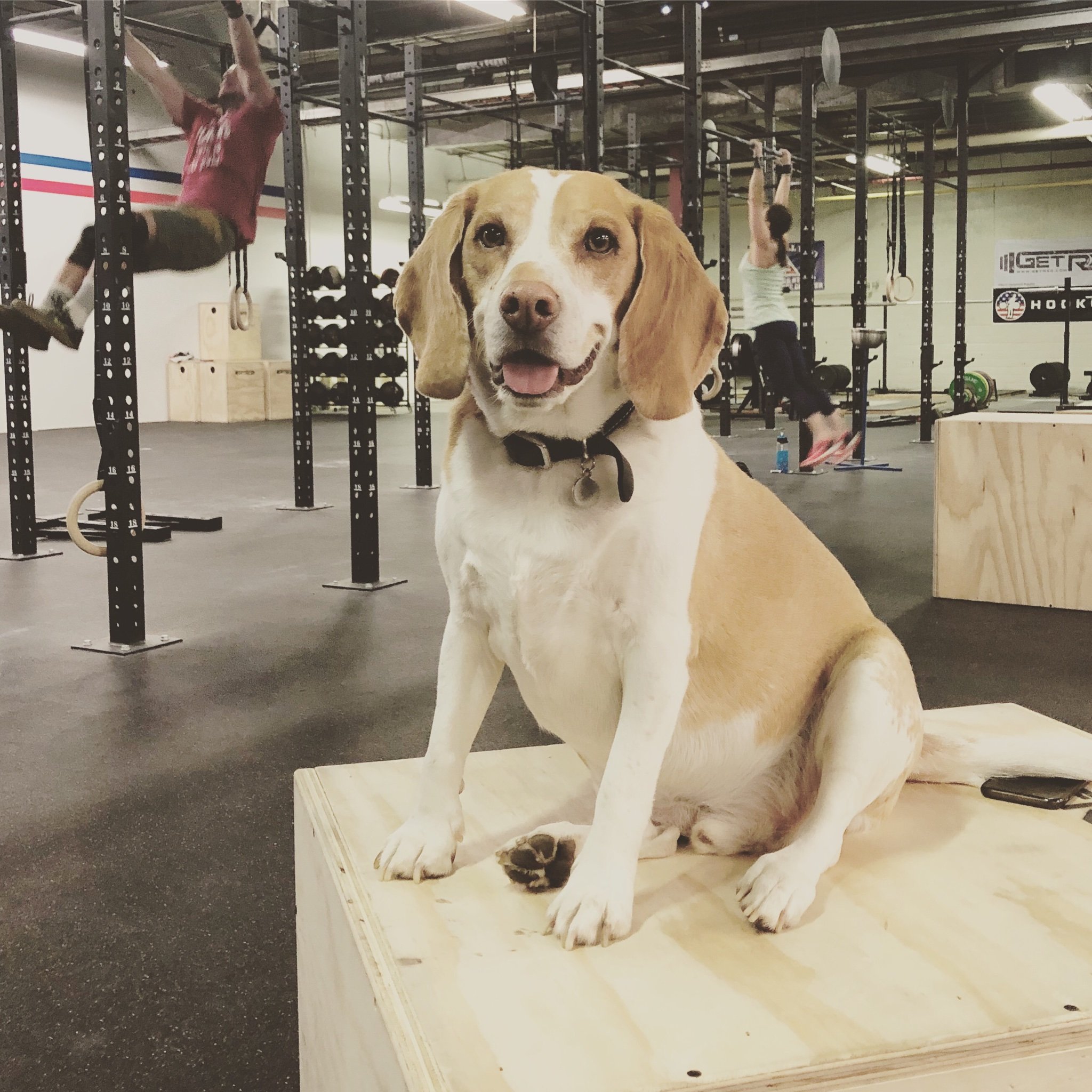 DSPbarbell's profile picture. 