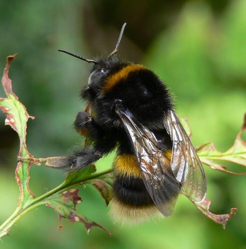 BuzGardens's profile picture. 