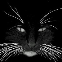 Godlike (@kumiscapkucing) 's Twitter Profile