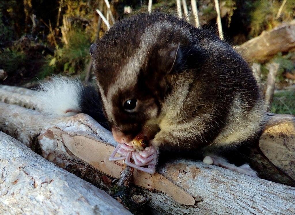 IUCN Australasian Marsupial & Monotreme Species Specialist Group. Conservation news & information on marsupials & monotremes: Australia, PNG, Indonesia & region