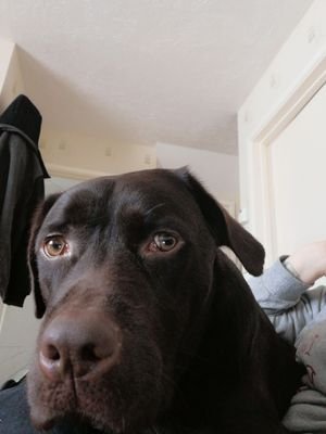 just a chocolate lab enjoying life