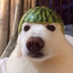abbetroll (@abbetroll) Twitter profile photo abbetroll (@abbetroll) Twitter profile photo