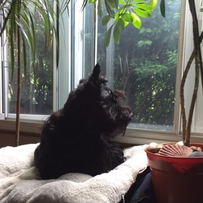 tootybear's profile picture. Australian. Live in London, UK. ❤️❤️❤️Scottish Terriers, animals & travelling.  Left the old county? embrace the new! leave the old shit behind & never compare!