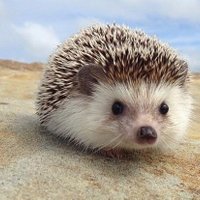 Spikey Floof(@FloofSpikey) 's Twitter Profile Photo