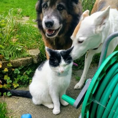 Mum to 4 beautiful children and our 2 dogs & 5 cats xxxx Animal lover will help with missing/found/pets, animals in need all I can #itsallbouttheanimals XXXX