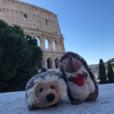 I will spike you 🦔 Adventures of a Prickly Being 🌍 Lil Radgie Geordie Hedgehog 😜 Bodyguard of @fletchhhh