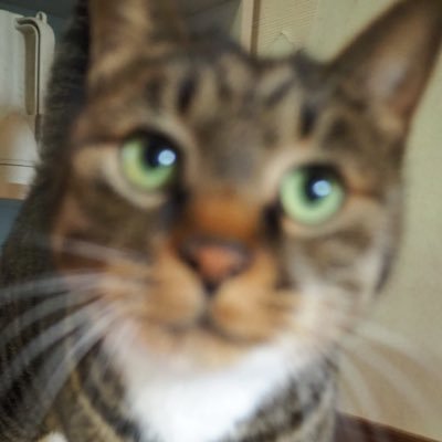 野良猫さぶろーさんのプロフィール画像