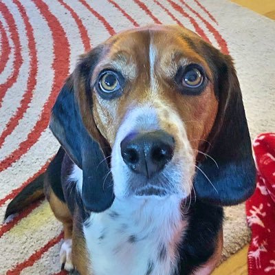 I’m a 🥯 — part basset hound, part beagle. I ❤️ belly rubs, bark when I see other dogs, & commit food-related robberies every now and then.