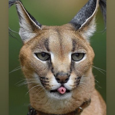 gamileirasou's profile picture. 