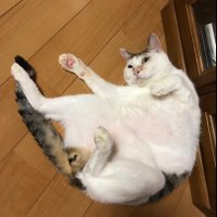 山本まゆり@猫と仕事情報 (@infomayuri) 's Twitter Profile Photo 山本まゆり@猫と仕事情報 (@infomayuri) 's Twitter Profile Photo