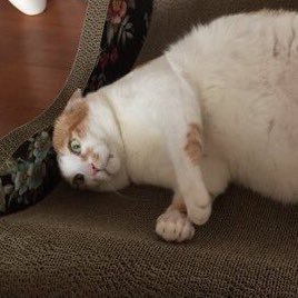 yyyyypie's profile picture. 