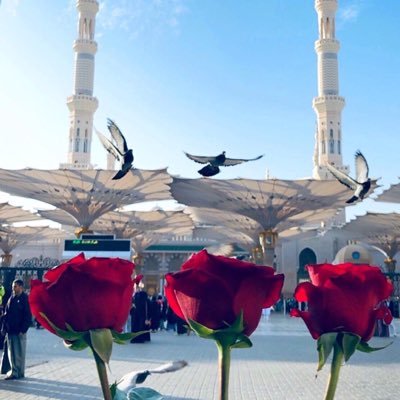 ayoooosh201333's profile picture. اللهَ أسأل أن أقيـم بأرضها ويضمني بعد الممات بقيعها فالله أكرم من يحقق منيتي فأنا المتيم ولا أحبُّ سواها(طيبة)