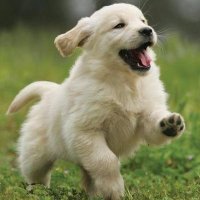 popularpuppy (@populars_pups) 's Twitter Profile