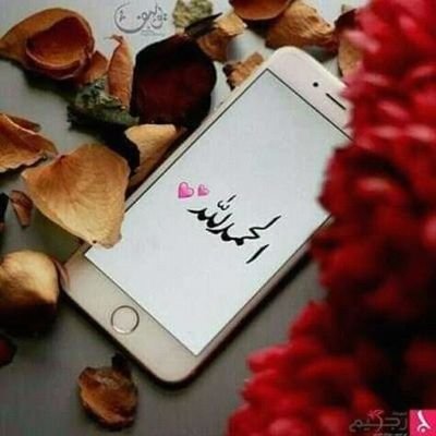 zBXyweETjAT6e8Z's profile picture. دكتوراه