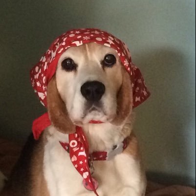 LolyB19's profile picture. An elderly, wise and mystic Beagle with typical beagle traits. One can never have too many cookies or belly rubs. Likes: FOOD, snoozling and sun puddling.