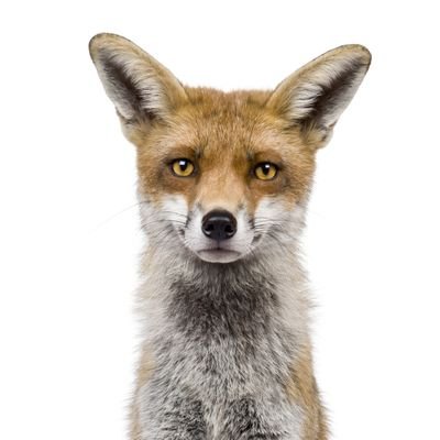 Rusty Fox. 
Friendly kinda vulpine happy to chat :)