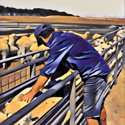 ClassingsLtd's profile picture. Merino Sheepclassing and Breeding Advisory - Classings Wool Testing Laboratory - Classings Classic Poll Merino Ram Sale run by Bill & Rose Walker