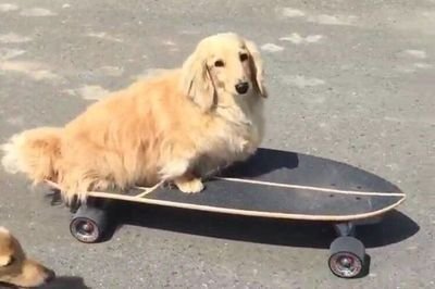 sk8er_dog Profile Picture