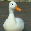 Caleb Butler - @LolfishLol - Twitter