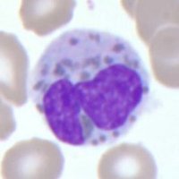 Nick Hartog, MD (@nlhimmunologist) 's Twitter Profile Photo Nick Hartog, MD (@nlhimmunologist) 's Twitter Profile Photo