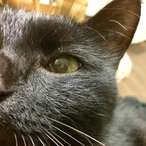 Buriki On Twitter オシャレ つなぎと 猫神さまt わたしの春の装いはコレだなw