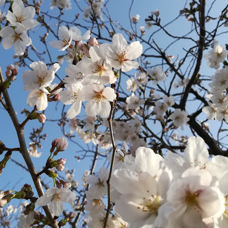 jukuishizue's profile picture. 奈良県磯城郡の、小中学生向けな個別指導がメインな個人塾です
塾業界約２５年の（ネット上ではしばしば男性に間違われる？！）理系女子兼歴女な塾長…
苦手なところはどこまででも戻って復習をさせます！
兼業米農家なので農家的Tweet（現：post）も混ざります