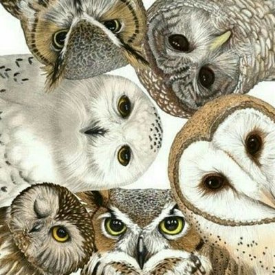 ふくろうの謎展 Puda3n78x0yfjwb Twitter ふくろうの謎展 Puda3n78x0yfjwb Twitter
