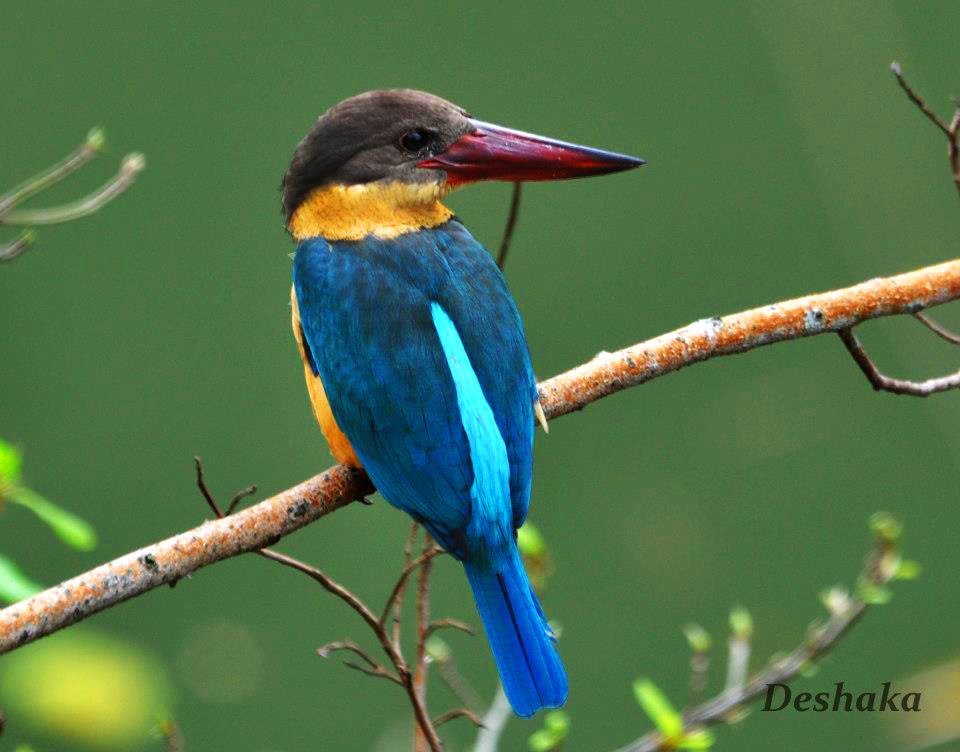 For an island of its size,Sri Lanka is one of the best places in the world watch Birds.Truly Small Island is a paradise for Bird enthusiastic around the world.