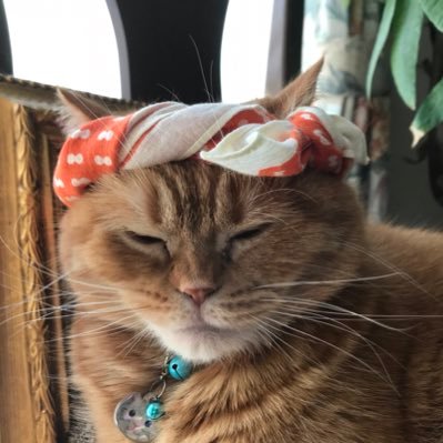 pochitapochio's profile picture. 交通事故で高次脳機能障害者になって会社クビになったおっぱいが好きなおじさんです。