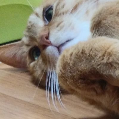 布三郎さんのプロフィール画像