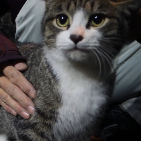 oekakisekai's profile picture. たまに動画ツイートします。
収益は全て外で過酷に暮らす野良猫さんに使わせていただきます。
チャンネル登録していただけると嬉しいです。