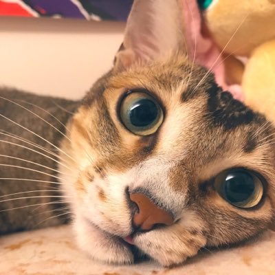 鬆餅🥞さんのプロフィール画像
