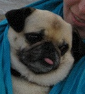 I am a snuggle pug