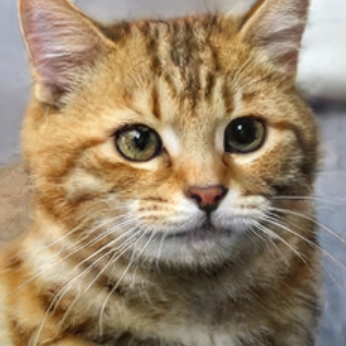 小猫遊りょう たかにゃし りょう Jaguring1 Twitter