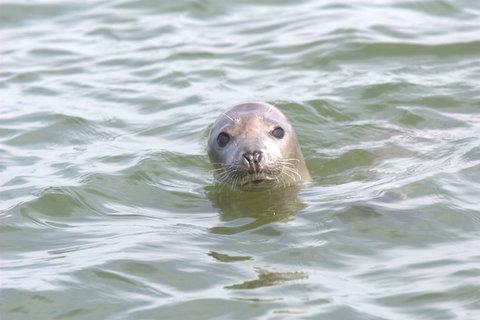 De Waddenfederatie is het samenwerkingsverband van de VVV's van de Friese Waddeneilanden. Voor de beste lastminutes: http://t.co/O2pBQQInxh