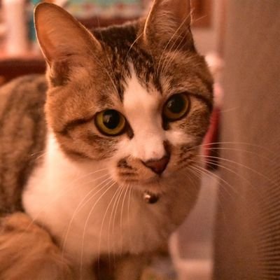 ベースとエフェクターが好きです。岩手、宮城、山形に居ます。(twitter:@makkura_ggk ※活動休止中
参考音源: https://t.co/5ZDTsDxdBl)」