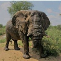 PRO-BIODIVERSITY CONSERVATIONISTS IN UGANDA (@probicou1) 's Twitter Profile Photo PRO-BIODIVERSITY CONSERVATIONISTS IN UGANDA (@probicou1) 's Twitter Profile Photo