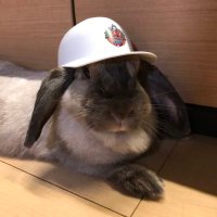 はなうた(うさぎ) (@hana_t_8) 's Twitter Profile