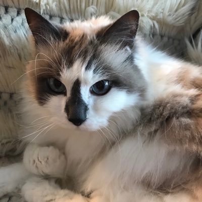 IAmNorton1's profile picture.