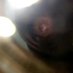 Darkwing 0013 (@0013darkwing) Twitter profile photo Darkwing 0013 (@0013darkwing) Twitter profile photo