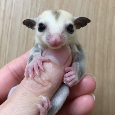 ドルチェ ファータ モモンガショップ على تويتر プラチナのベビーが大きくなりました で ケージが窮屈になり 新しいのを注文しました マズリのフードと少しのおやつだけですくすく育っています かわいいなぁ ラテちゃん モカちゃん