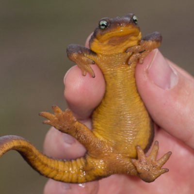I’m a cute newt who’s fun to boot.