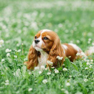 キャバリア飼ってます。
犬が大好きです！
犬好きの輪を広げたいです！