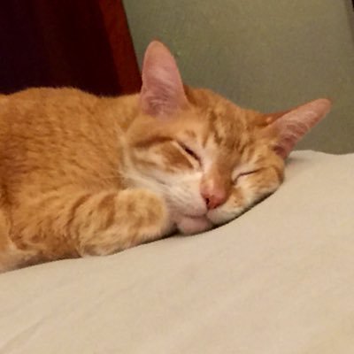 piscuatan71's profile picture. մη ϯίԹσ ησɾʍαʆ