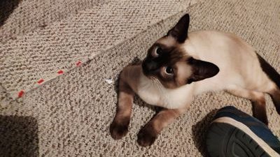 joseybv's profile picture. idealista bordeando la locura buscando una respuesta al significado de la triste existencia humana