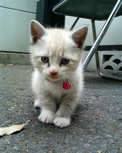 nyankorozaemon's profile picture. ネコ好き、旅行好き、アウトドア好き、平和好き、日本大好きで、健康に気を配る小市民！