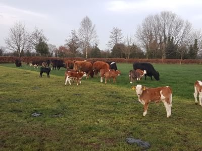 KenG47857144's profile picture. Husband Dad to two girls, Project manager by day, Farming suckler to beef the rest.