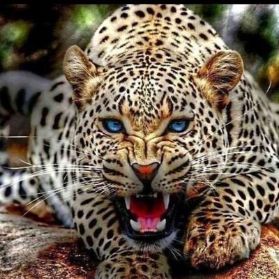 20_bouba's profile picture. plus j'connais les hommes plus j'aime mon chien